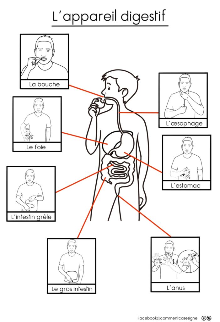 L'appareil digestif en langue des signes française :  digestion, bouche, l'oesophage, le foie, l'estomac, l'intestin, le gros intestin, l'anus