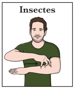 insectes LSF