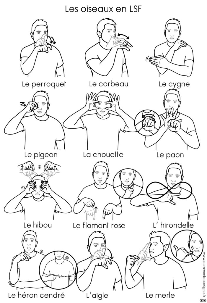 les oiseaux en langue de signes française : perroquet, corbeau, cygne, pigeon, chouette, paon, hibou, flamant rose, hirondelle, héron cendré, aigle, merle...