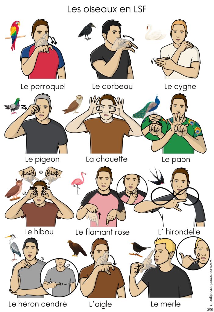 les oiseaux en langue de signes française : perroquet, corbeau, cygne, pigeon, chouette, paon, hibou, flamant rose, hirondelle, héron cendré, aigle, merle...